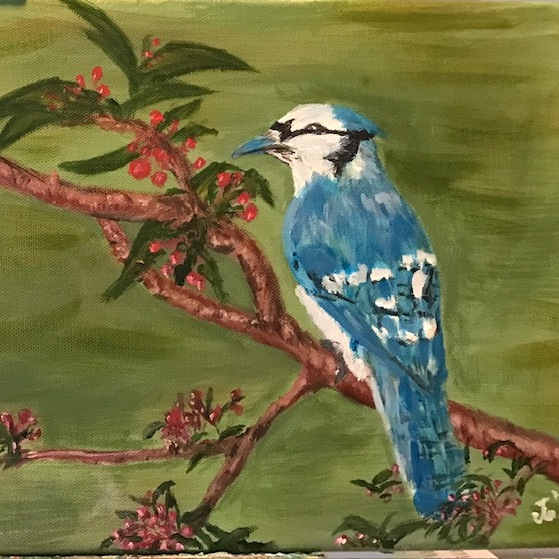 Blue Jay